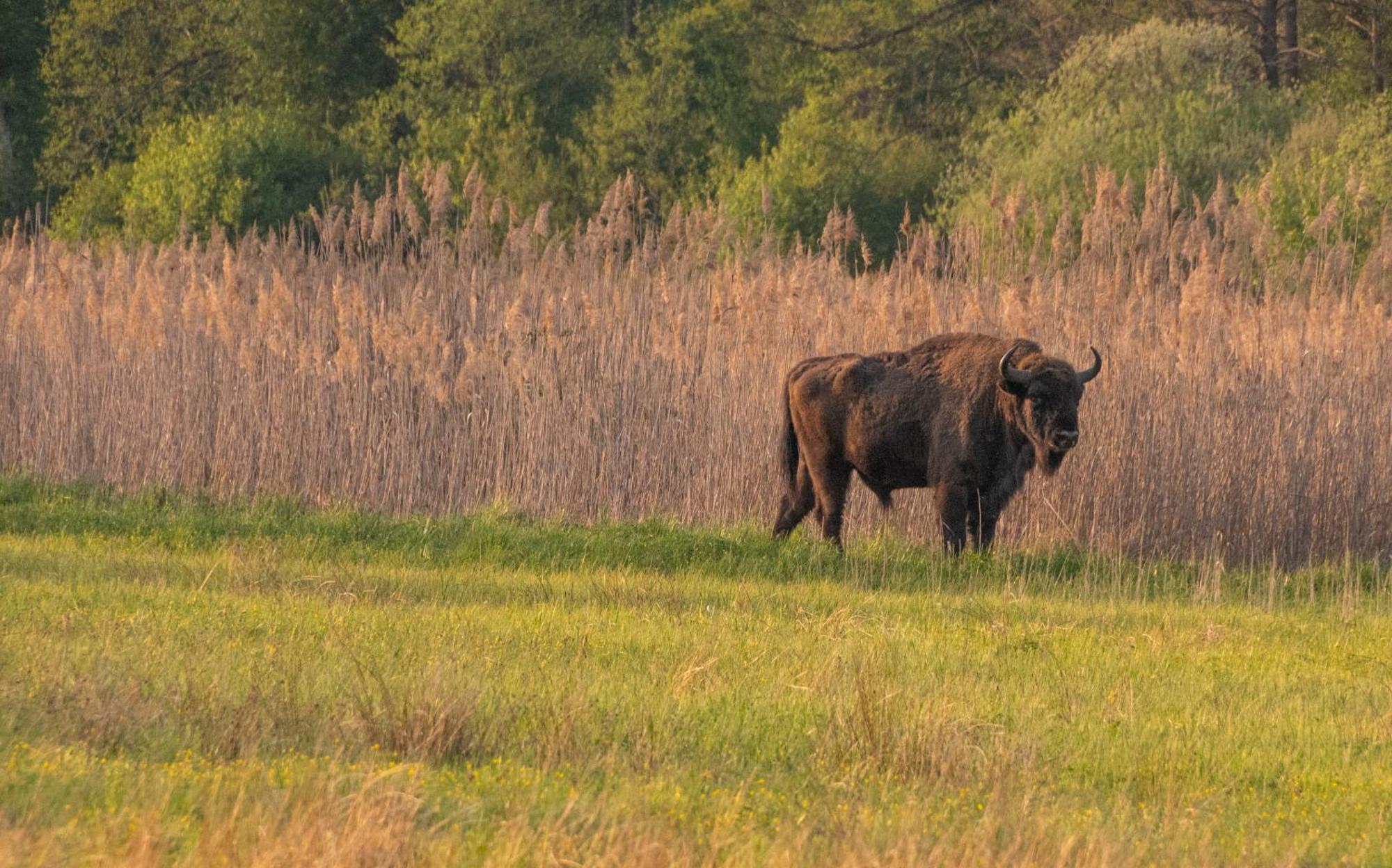 Dwor Na Otulinie Βίλα Białowieża Εξωτερικό φωτογραφία